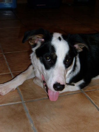 Border Collie Sammy mit 8 Monaten