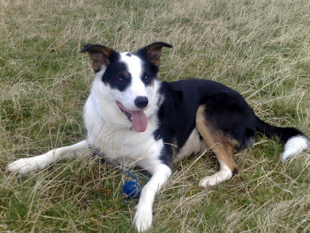 Border Collie Soooooooooooooo süüüüüüüüüüüüüüß *schwärm*