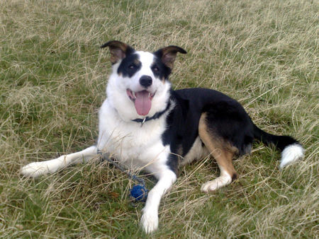 Border Collie Soooooooooooooo süüüüüüüüüüüüüüß Teil 2