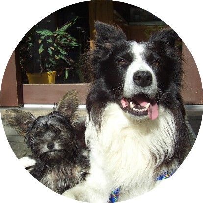 Border Collie Kira und Sancho