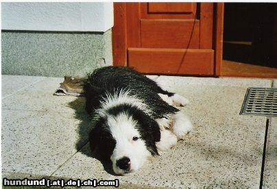 Border Collie Müde nach dem Baden...