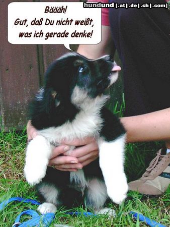 Border Collie Ein unverhoffterter Schnappschuss