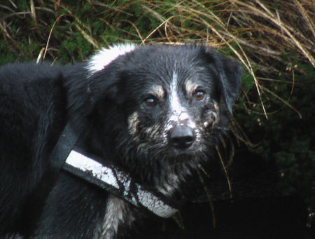 Border Collie ein Moorbad in Schottland