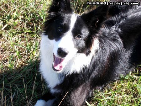 Border Collie Seven 9 Monate