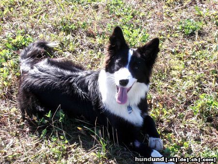 Border Collie Seven 9 Monate