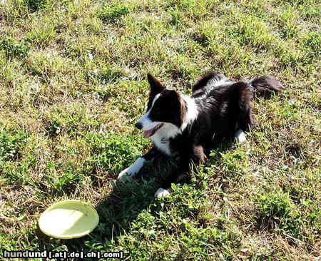 Border Collie Seven 9 Monate