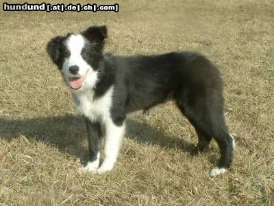 Border Collie Shoreland's Keep on Running