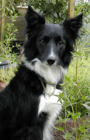 Border Collie Border Collie Skippy