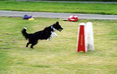 Border Collie Border Collie Skippy