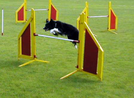 Border Collie Border Collie Skippy