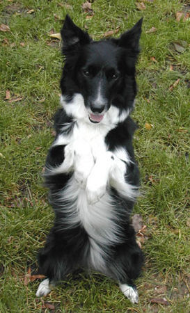 Border Collie Border Collie Skippy