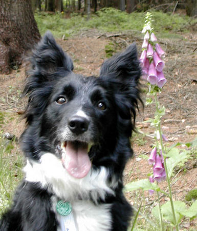 Border Collie Border Collie Skippy