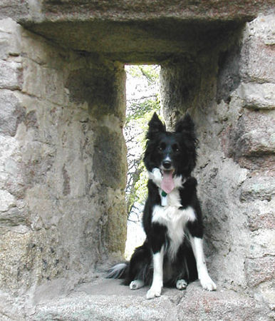 Border Collie Border Collie Skippy