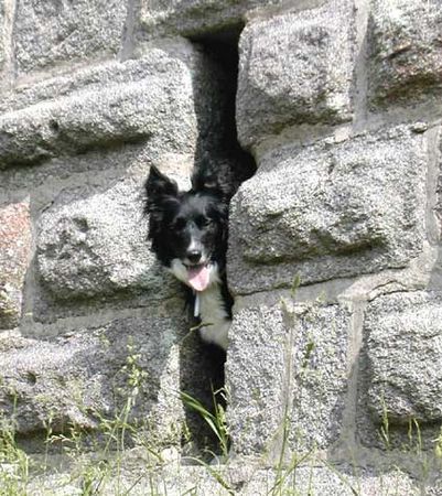 Border Collie Border Collie Skippy