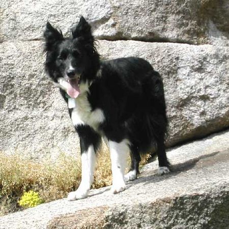 Border Collie Border Collie Skippy