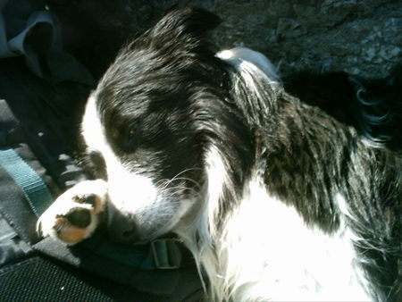 Border Collie Sanchos Strandurlaub....Siesta