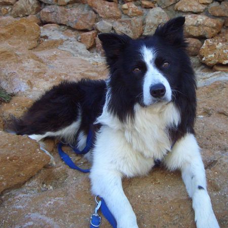 Border Collie Sommer.....Sonne....