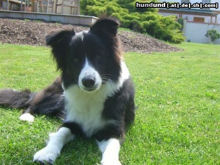 Border Collie  nochmal Tomsohn Spookie