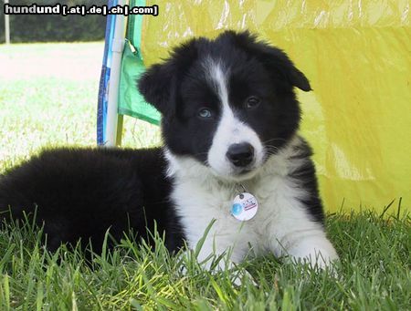 Border Collie Timber, 12 Wochen alt