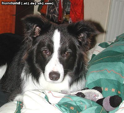 Border Collie Schlafen oder Spielen?