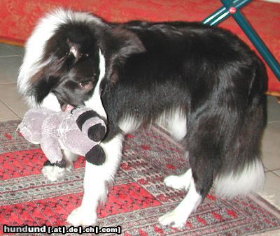 Border Collie Toby beim Clicker-Training 