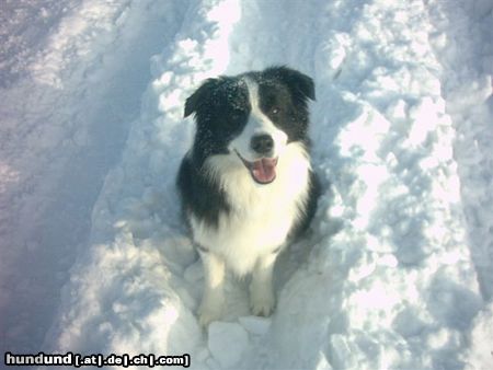 Border Collie Tom im Schnee