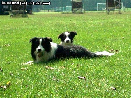 Border Collie Tom und Cody