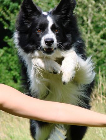 Border Collie Rentner-Agility