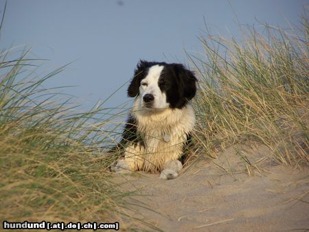 Border Collie MEIN BONZO, 13 JAHRE ALT