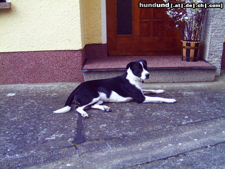 Border Collie feebee border-labi mix