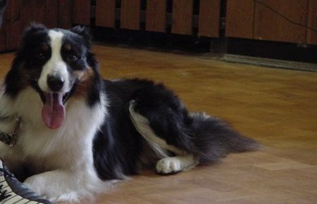 Border Collie erst weg geworfen, nun Diament