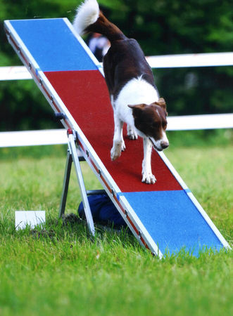 Border Collie Supoperstar