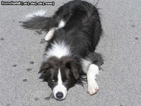 Border Collie Yahoo liegt in der Sonne