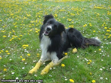 Border Collie Youtoo im Löwenzahnfeld, Bruder von Yahoo