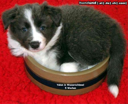 Border Collie Yukon 5 Wochen alt