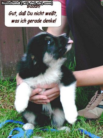 Border Collie Was denke ich wohl gerade ???