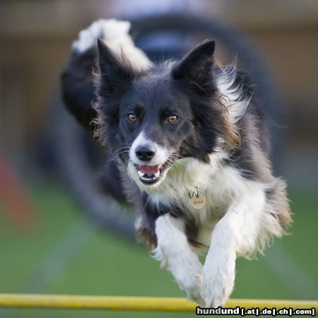 Border Collie Wo ist die nächste Hürde