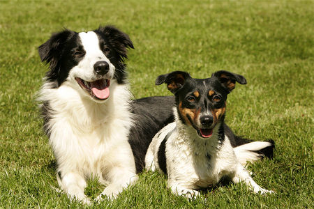 Border Collie Border Collie Whisper & Jack Russel Terrier Bijou, beide Hunde gehören Nicole Hofmann Hundeschule Dog Dream in Arnsberg Wennigloh