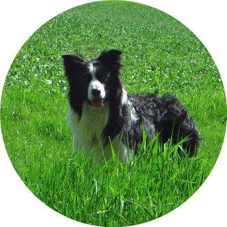 Border Collie Frühlings-Anfang