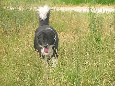 Border Collie Akira am 04.Dez.05