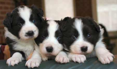 Border Collie all 3 posing for the first time