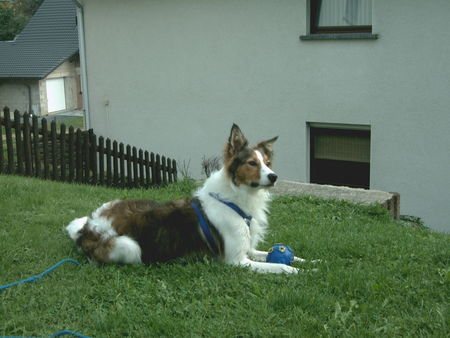 Border Collie Mein Akimo