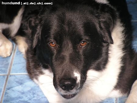 Border Collie schau mir in die augen