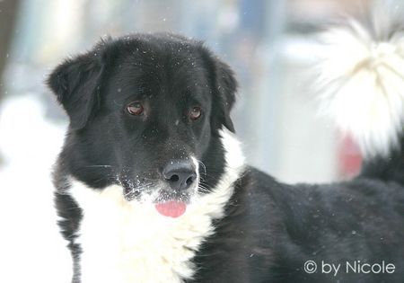 Border Collie akira_11 