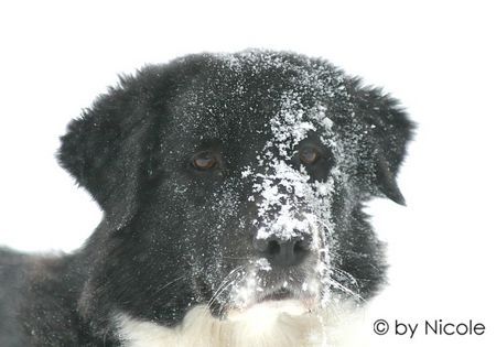 Border Collie akira_13