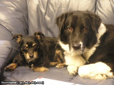 Border Collie niki und akira