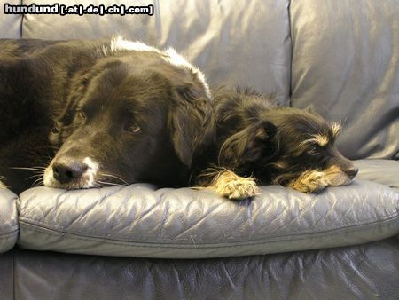 Border Collie wir sind gar nicht müde