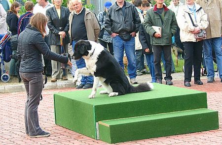 Border Collie Akira am 04.Dez.05