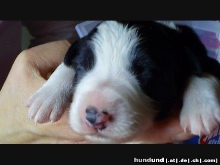 Border Collie Amigo geb 19.5.2010