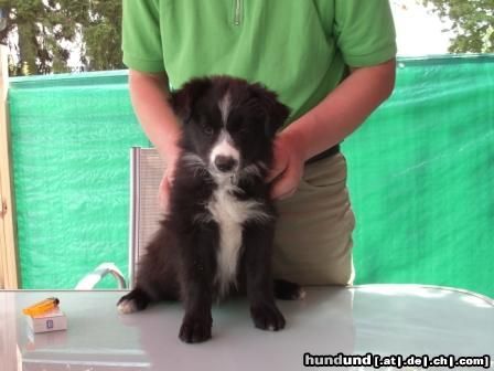 Border Collie angle